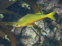 To FishBase images (<i>Mendosoma lineatum</i>, by Tyler, P.)