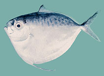 To FishBase images (<i>Mene maculata</i>, Indonesia, by Randall, J.E.)