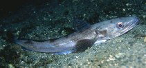 To FishBase images (<i>Merluccius merluccius</i>, Norway, by Svensen, R.)