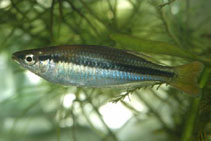 Image of Melanotaenia nigrans (Blackbanded rainbowfish)
