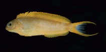 To FishBase images (<i>Meiacanthus ovalauensis</i>, Fiji, by Randall, J.E.)