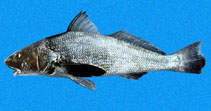 To FishBase images (<i>Menticirrhus panamensis</i>, Panama, by Robertson, R.)
