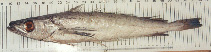 Image of Merluccius paradoxus (Deep-water Cape hake)