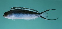 To FishBase images (<i>Meiacanthus procne</i>, Tonga, by Randall, J.E.)