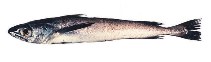 Image of Merluccius productus (North Pacific hake)