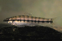 Image of Melanocharacidium rex 