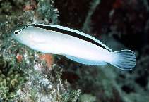 To FishBase images (<i>Meiacanthus smithi</i>, Maldives, by Randall, J.E.)