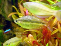 Image of Melanotaenia splendida (Eastern rainbowfish)