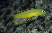 To FishBase images (<i>Meiacanthus tongaensis</i>, Tonga, by Randall, J.E.)
