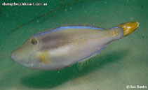 To FishBase images (<i>Meuschenia trachylepis</i>, Australia, by Banks, I.)