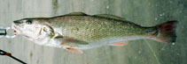 To FishBase images (<i>Menticirrhus undulatus</i>, USA, by IGFA)