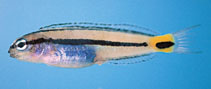 To FishBase images (<i>Meiacanthus urostigma</i>, Thailand, by Satapoomin, U.)