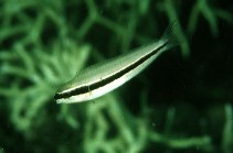 To FishBase images (<i>Meiacanthus vittatus</i>, Papua New Guinea, by Randall, J.E.)