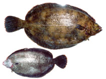 To FishBase images (<i>Microstomus achne</i>, by Orlov, A.)