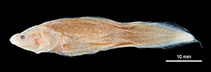 Image of Microbrotula andersoni (Anderson\