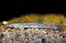 To FishBase images (<i>Misgurnus anguillicaudatus</i>, by JJPhoto)