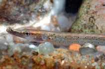 To FishBase images (<i>Microphis argulus</i>, by Keith, P.)