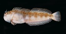 To FishBase images (<i>Mimoblennius atrocinctus</i>, India, by Randall, J.E.)