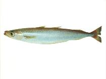 To FishBase images (<i>Micromesistius australis</i>, by SeaFIC)