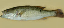 Image of Micropterus cataractae (Shoal bass)