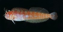 To FishBase images (<i>Mimoblennius cirrosus</i>, Oman, by Randall, J.E.)