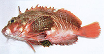 To FishBase images (<i>Minous coccineus</i>, Thailand, by Satapoomin, U.)