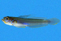 To FishBase images (<i>Microgobius crocatus</i>, El Salvador, by Van Tassell, J./Robertson, R.)