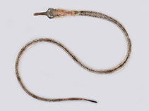 To FishBase images (<i>Microphis cuncalus</i>, Bangladesh, by Mahalder, B.)