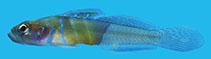 To FishBase images (<i>Microgobius curtus</i>, El Salvador, by Van Tassell, J.)