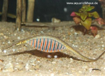 Image of Microphis deocata (Deocata pipefish)