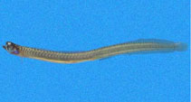 To FishBase images (<i>Microdesmus dorsipunctatus</i>, El Salvador, by Robertson, R.)