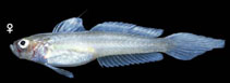 To FishBase images (<i>Microgobius erectus</i>, Panama, by Allen, G.R.)