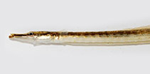 Image of Microphis fluviatilis (Freshwater pipefish)