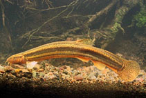 To FishBase images (<i>Misgurnus fossilis</i>, Denmark, by Tveskov, E.)