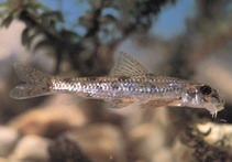 To FishBase images (<i>Microphysogobio fukiensis</i>, by CAFS)