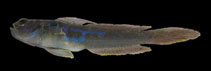 To FishBase images (<i>Microgobius meeki</i>, Brazil, by Oliveira, R.R.S.)