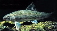 To FishBase images (<i>Minytrema melanops</i>, by The Native Fish Conservancy)