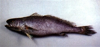 To FishBase images (<i>Miichthys miiuy</i>, Chinese Taipei, by Shao, K.T.)