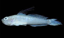 To FishBase images (<i>Microgobius miraflorensis</i>, Panama, by Allen, G.R.)