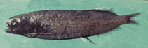 Image of Microphotolepis multipunctata 