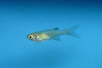 To FishBase images (<i>Microrasbora nana</i>, by JJPhoto)