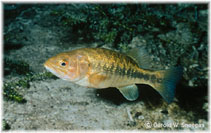 Image of Micropterus notius (Suwannee bass)