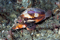 To FishBase images (<i>Minous pictus</i>, Indonesia, by Petrinos, C.)
