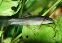 To FishBase images (<i>Micronemacheilus pulcher</i>, by Janiczak, B.J.)