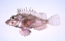 To FishBase images (<i>Minous pusillus</i>, Japan, by Suzuki, T.)