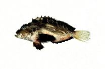 To FishBase images (<i>Minous quincarinatus</i>, by Shao, K.T.)