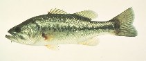 To FishBase images (<i>Micropterus salmoides</i>, by Scarola, J.F.)