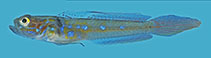 To FishBase images (<i>Microgobius tabogensis</i>, El Salvador, by Van Tassell, J./Robertson, R.)