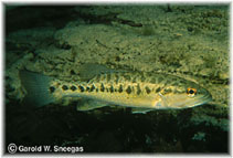 To FishBase images (<i>Micropterus treculii</i>, USA, by Sneegas, G.W.)