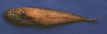 To FishBase images (<i>Monomitopus agassizii</i>, Trinidad Tobago, by Ramjohn, D.D.)